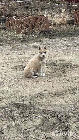 Отдам щенков