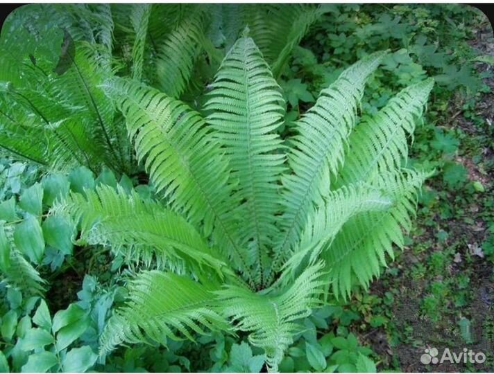 Папоротник садовый