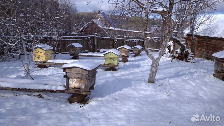 Среднерусские пчелы