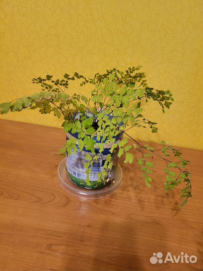 Адиантум венерин волос волосы Вероники