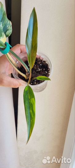 Филодендрон карамель марбл вар