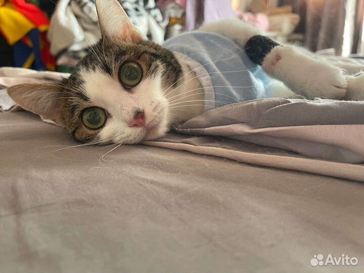 Кошка