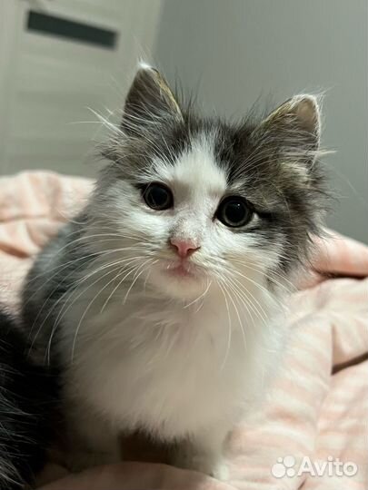 Отдам котенка мальчика