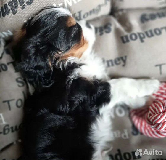 Спаниель мини кавалер щеночки