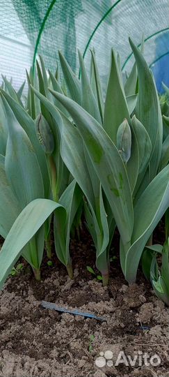 Тюльпан срезка