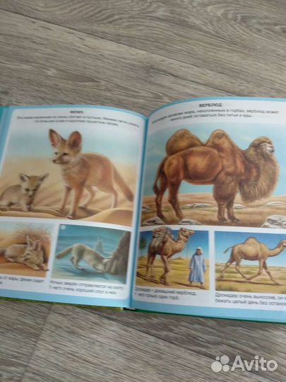 Детская книга про животных