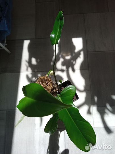 Филодендрон