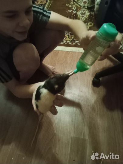 Крыса девочка