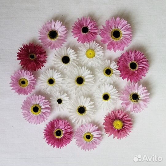 Сухоцветы гелиптерум (акролинум)