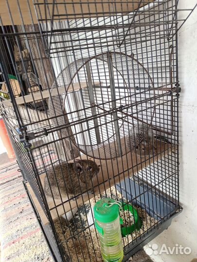 Чилийская белка дегу