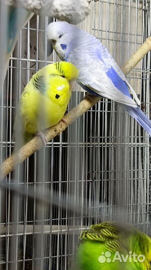 Выставочные волнистые попугаи (ввп - Чехи)