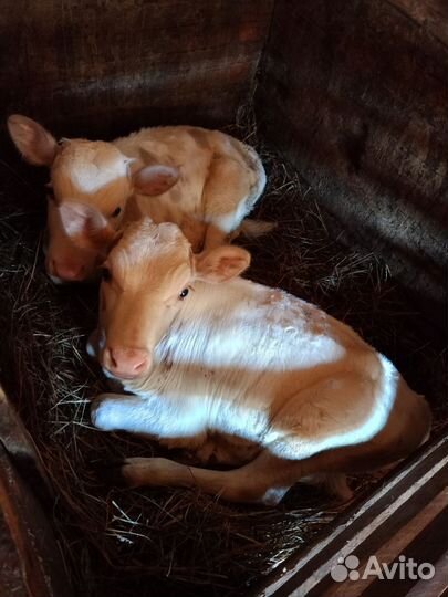 Телята телочки