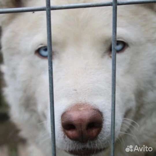 Собаки бесплатно в добрые руки