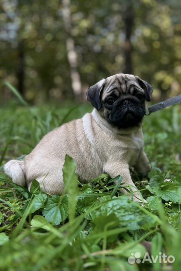 Щенки мопса