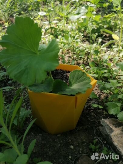 Герань пеларгония