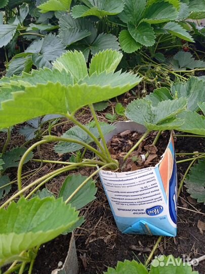 Саженцы садовой клубники (Виктории) с зкс