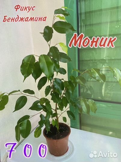 Комнатные цветы