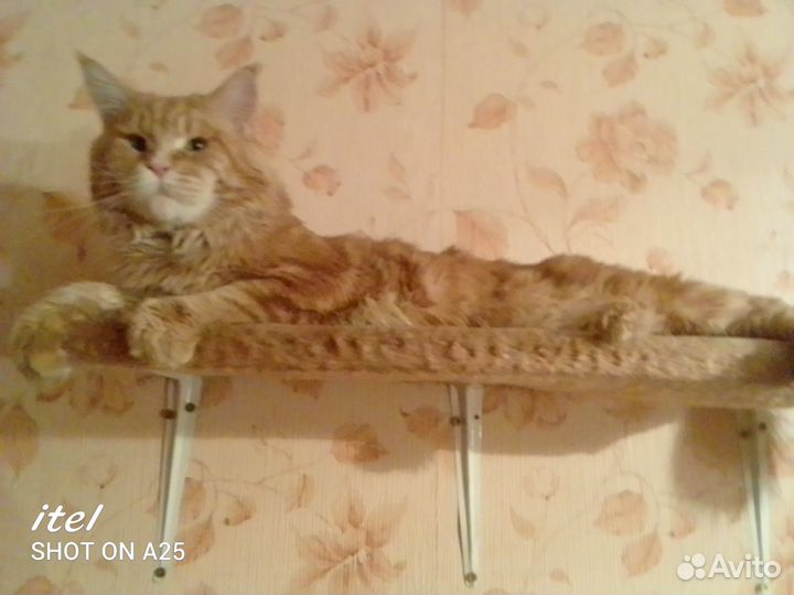 Потерялся кот