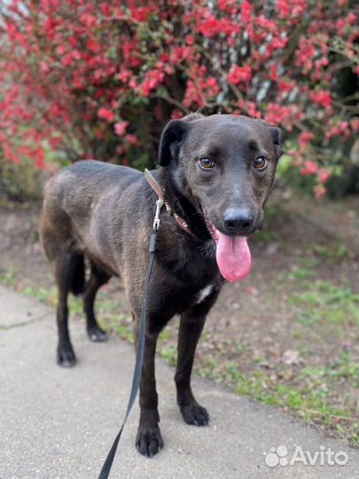 Черныш ищет дом