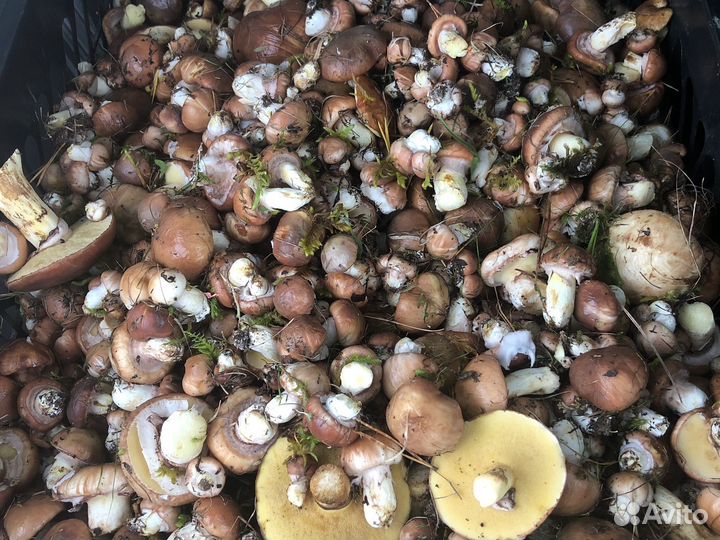 Маслята свежие