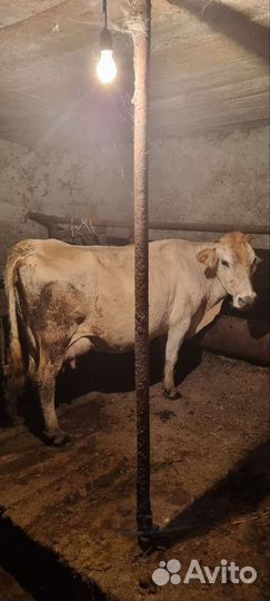 Корова дойная