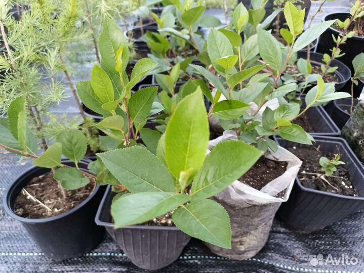 Арония, черная рябина саженцы