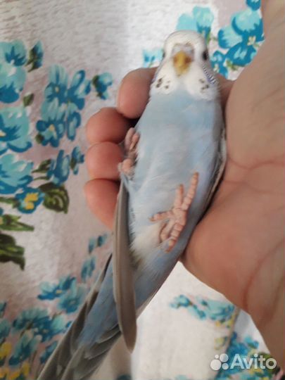 Птенец волнистого попугая