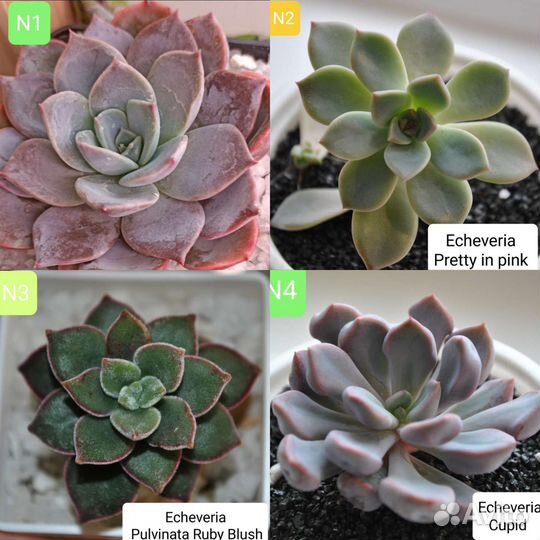 Суккуленты эхеверии