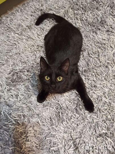 Кошка в дар