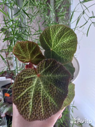 Бегония декоративно лиственная