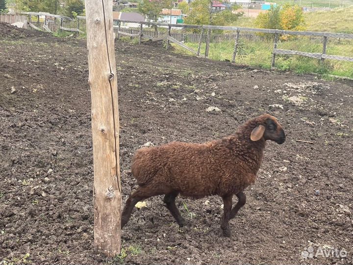 Гисарские бараны