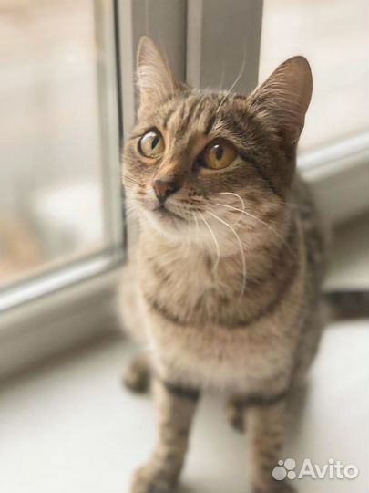 Кошечка подросток ищет дом