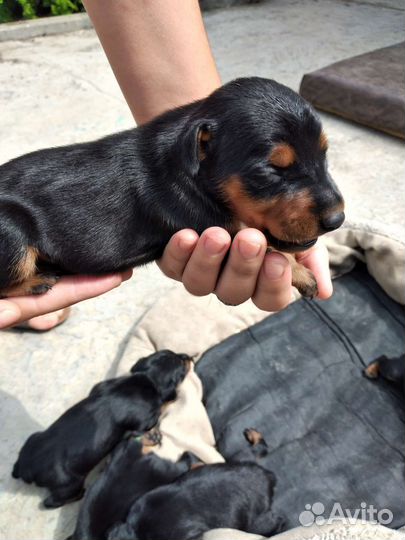 Щенки цвергпинчера