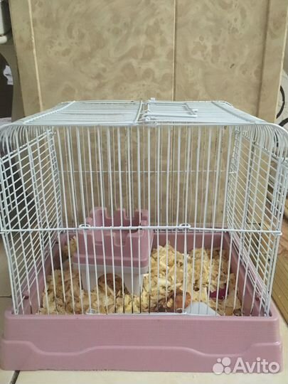 Хомячки с клеткой