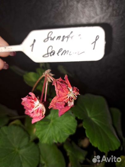 Пеларгония герань сортовая