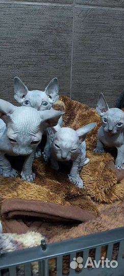 Канадский сфинкс котята