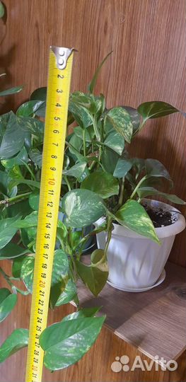 Сциндапсус золотистый (эпипремнум ауреум)