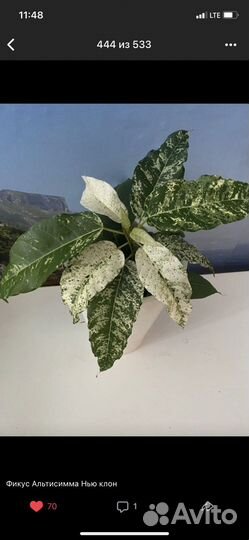 Сортовые фикусы
