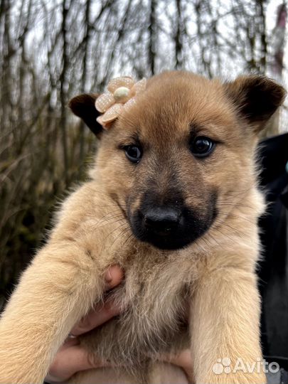 Щенки в добрые руки