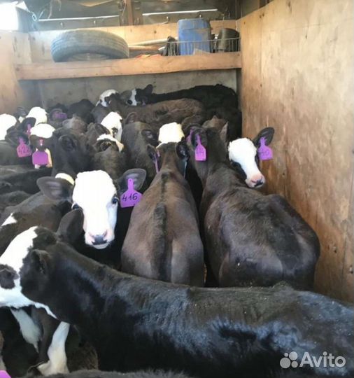 Бычки на откорм