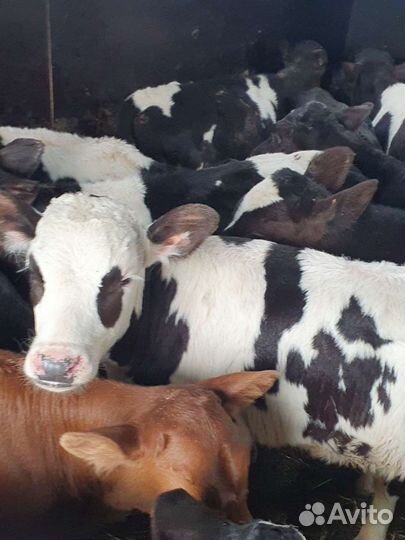 Телята бычки