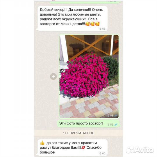 Петунии Калининград