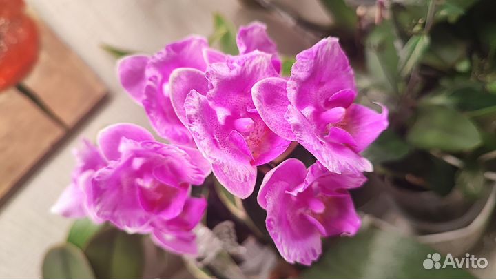 Орхидея фаленопсис Little Mary Peloric