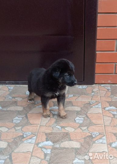 Щенки метисы овчарки