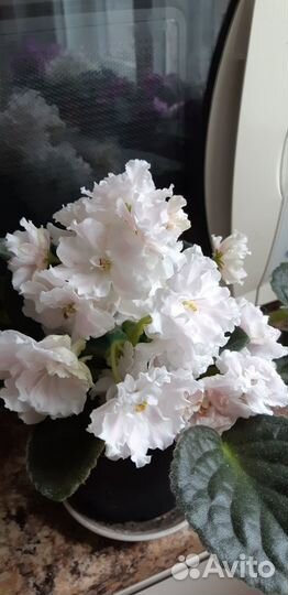 Фиалка Нежное прикосновение