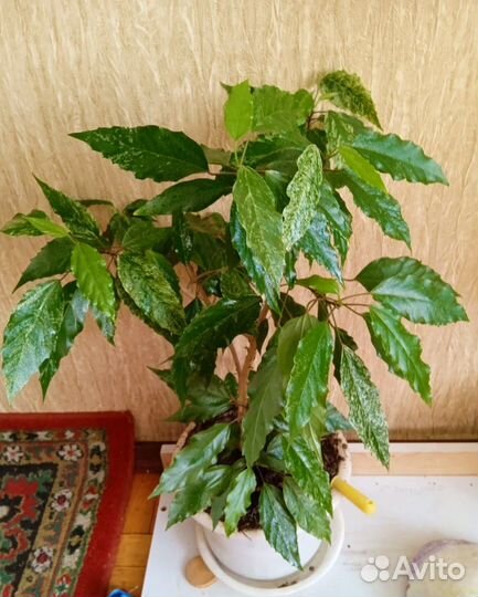 Растения для офиса в горшках. На окно/мебель