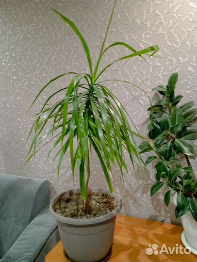 Пальма драцена