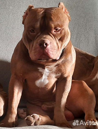 Ам булли вязка