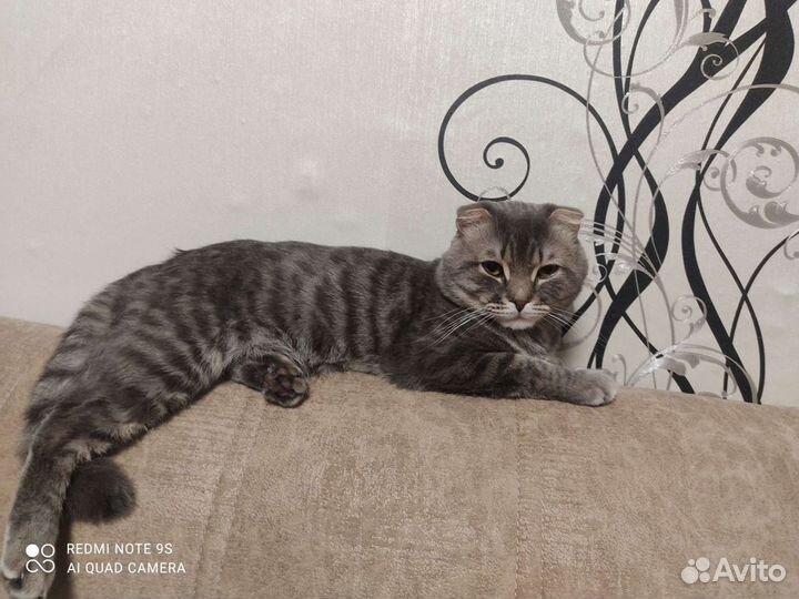 Вязка Шотландский кот