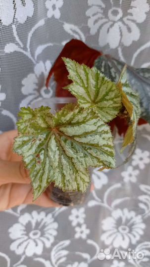 Бегония Гриффон